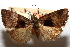  ( - CCDB-23282-D01)  @11 [ ] CreativeCommons - Attribution (2014) CBG Photography Group Centre for Biodiversity Genomics