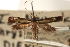  ( - CCDB-23283-B02)  @11 [ ] CreativeCommons - Attribution (2015) CBG Photography Group Centre for Biodiversity Genomics