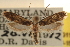  (Praeacedes seminolella - CCDB-23283-G11)  @13 [ ] CreativeCommons - Attribution (2015) CBG Photography Group Centre for Biodiversity Genomics