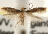  (Stenoptinea auriferella - CCDB-23283-H06)  @14 [ ] CreativeCommons - Attribution (2015) CBG Photography Group Centre for Biodiversity Genomics