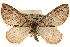  ( - CCDB-23284-A03)  @14 [ ] CreativeCommons - Attribution (2015) CBG Photography Group Centre for Biodiversity Genomics