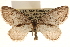  ( - CCDB-23284-A05)  @14 [ ] CreativeCommons - Attribution (2015) CBG Photography Group Centre for Biodiversity Genomics