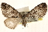  ( - CCDB-23284-A12)  @13 [ ] CreativeCommons - Attribution (2015) CBG Photography Group Centre for Biodiversity Genomics