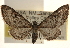  ( - CCDB-23284-C08)  @12 [ ] CreativeCommons - Attribution (2015) CBG Photography Group Centre for Biodiversity Genomics