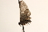  ( - CCDB-23284-D03)  @12 [ ] CreativeCommons - Attribution (2015) CBG Photography Group Centre for Biodiversity Genomics