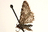  ( - CCDB-23284-D06)  @12 [ ] CreativeCommons - Attribution (2015) CBG Photography Group Centre for Biodiversity Genomics
