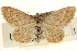 (Scopula luteolata - CCDB-23284-E02)  @14 [ ] CreativeCommons - Attribution (2015) CBG Photography Group Centre for Biodiversity Genomics