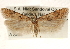 (Prolita barnesiella - CCDB-23284-G05)  @14 [ ] CreativeCommons - Attribution (2015) CBG Photography Group Centre for Biodiversity Genomics