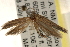  ( - CCDB-23284-G11)  @12 [ ] CreativeCommons - Attribution (2015) CBG Photography Group Centre for Biodiversity Genomics