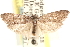  ( - CCDB-23286-A01)  @11 [ ] CreativeCommons - Attribution (2015) CBG Photography Group Centre for Biodiversity Genomics