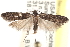  ( - CCDB-23286-A04)  @14 [ ] CreativeCommons - Attribution (2015) CBG Photography Group Centre for Biodiversity Genomics