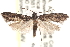  ( - CCDB-23286-A05)  @13 [ ] CreativeCommons - Attribution (2015) CBG Photography Group Centre for Biodiversity Genomics