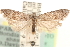  ( - CCDB-23286-E11)  @14 [ ] CreativeCommons - Attribution (2015) CBG Photography Group Centre for Biodiversity Genomics
