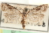  ( - CCDB-23286-H03)  @11 [ ] CreativeCommons - Attribution (2015) CBG Photography Group Centre for Biodiversity Genomics