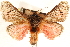  ( - CCDB-23286-H09)  @11 [ ] CreativeCommons - Attribution (2015) CBG Photography Group Centre for Biodiversity Genomics