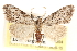  ( - CCDB-23287-B04)  @15 [ ] CreativeCommons - Attribution (2015) CBG Photography Group Centre for Biodiversity Genomics