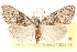  ( - CCDB-23287-B06)  @15 [ ] CreativeCommons - Attribution (2015) CBG Photography Group Centre for Biodiversity Genomics