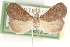  ( - CCDB-23287-F06)  @13 [ ] CreativeCommons - Attribution (2015) CBG Photography Group Centre for Biodiversity Genomics