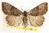  ( - CCDB-23287-F08)  @15 [ ] CreativeCommons - Attribution (2015) CBG Photography Group Centre for Biodiversity Genomics