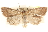  ( - CCDB-23287-F11)  @14 [ ] CreativeCommons - Attribution (2015) CBG Photography Group Centre for Biodiversity Genomics