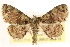  ( - CCDB-23287-G03)  @11 [ ] CreativeCommons - Attribution (2015) CBG Photography Group Centre for Biodiversity Genomics