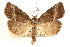  (Ogdoconta cinereola - CCDB-23287-H06)  @15 [ ] CreativeCommons - Attribution (2015) CBG Photography Group Centre for Biodiversity Genomics