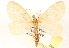 ( - CCDB-23288-D05)  @14 [ ] CreativeCommons - Attribution (2015) CBG Photography Group Centre for Biodiversity Genomics