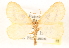  ( - CCDB-23288-D06)  @11 [ ] CreativeCommons - Attribution (2015) CBG Photography Group Centre for Biodiversity Genomics