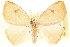  (Arctornis discirufa - CCDB-28564-B10)  @14 [ ] CreativeCommons - Attribution (2015) CBG Photography Group Centre for Biodiversity Genomics