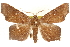  (Episparis costistriga - CCDB-28564-D04)  @15 [ ] CreativeCommons - Attribution (2015) CBG Photography Group Centre for Biodiversity Genomics
