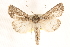  ( - CCDB-28564-F12)  @14 [ ] CreativeCommons - Attribution (2015) CBG Photography Group Centre for Biodiversity Genomics