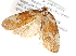  (Aesiocopa grandis - CCDB-28564-G06)  @14 [ ] CreativeCommons - Attribution (2015) CBG Photography Group Centre for Biodiversity Genomics