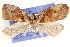  ( - CCDB-28564-G07)  @13 [ ] CreativeCommons - Attribution (2015) CBG Photography Group Centre for Biodiversity Genomics