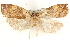  ( - CCDB-28564-G08)  @13 [ ] CreativeCommons - Attribution (2015) CBG Photography Group Centre for Biodiversity Genomics