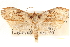  (Aesiocopa vacivana - CCDB-28564-G09)  @14 [ ] CreativeCommons - Attribution (2015) CBG Photography Group Centre for Biodiversity Genomics