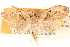  ( - CCDB-28564-G10)  @11 [ ] CreativeCommons - Attribution (2015) CBG Photography Group Centre for Biodiversity Genomics