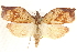  ( - CCDB-28564-H01)  @14 [ ] CreativeCommons - Attribution (2015) CBG Photography Group Centre for Biodiversity Genomics
