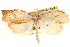  ( - CCDB-28564-H03)  @11 [ ] CreativeCommons - Attribution (2015) CBG Photography Group Centre for Biodiversity Genomics