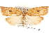  ( - CCDB-28564-H09)  @13 [ ] CreativeCommons - Attribution (2015) CBG Photography Group Centre for Biodiversity Genomics