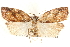  (Amorbia osmotris - CCDB-28564-H11)  @14 [ ] CreativeCommons - Attribution (2015) CBG Photography Group Centre for Biodiversity Genomics