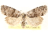  ( - CCDB-23285-A05)  @14 [ ] CreativeCommons - Attribution (2015) CBG Photography Group Centre for Biodiversity Genomics