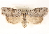  (Comachara - CCDB-23285-A06)  @14 [ ] CreativeCommons - Attribution (2015) CBG Photography Group Centre for Biodiversity Genomics