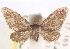  ( - CCDB-23285-B04)  @14 [ ] CreativeCommons - Attribution (2015) CBG Photography Group Centre for Biodiversity Genomics