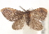  ( - CCDB-23285-E08)  @12 [ ] CreativeCommons - Attribution (2015) CBG Photography Group Centre for Biodiversity Genomics