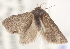  ( - CCDB-23285-E10)  @12 [ ] CreativeCommons - Attribution (2015) CBG Photography Group Centre for Biodiversity Genomics