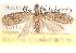  ( - CCDB-23285-G02)  @14 [ ] CreativeCommons - Attribution (2015) CBG Photography Group Centre for Biodiversity Genomics