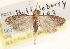  ( - CCDB-23285-G03)  @14 [ ] CreativeCommons - Attribution (2015) CBG Photography Group Centre for Biodiversity Genomics