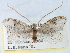  (Apoplania - CCDB-22939-B11)  @14 [ ] CreativeCommons - Attribution (2014) CBG Photography Group Centre for Biodiversity Genomics