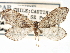 ( - CCDB-22939-C05)  @12 [ ] CreativeCommons - Attribution (2014) CBG Photography Group Centre for Biodiversity Genomics