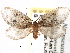  ( - CCDB-22939-D02)  @14 [ ] CreativeCommons - Attribution (2014) CBG Photography Group Centre for Biodiversity Genomics